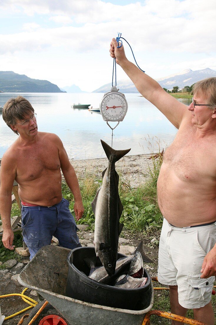 Fishermen weighing their catch