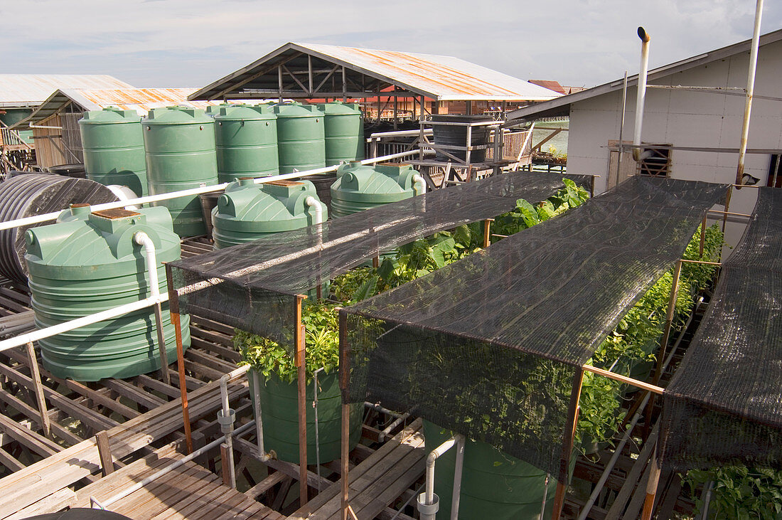 Hydroponic waste management system