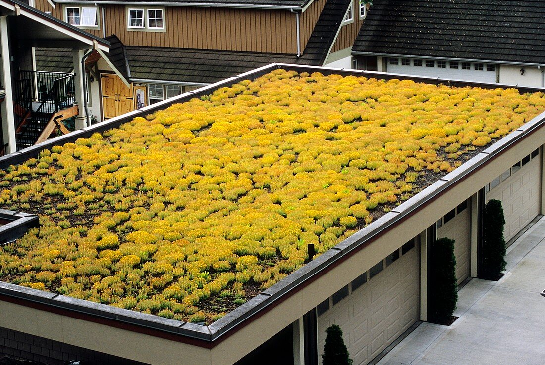 Sedum green roof