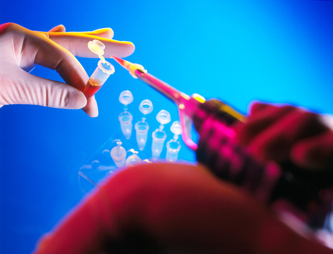 Gloved hands pipetting a liquid into a vial
