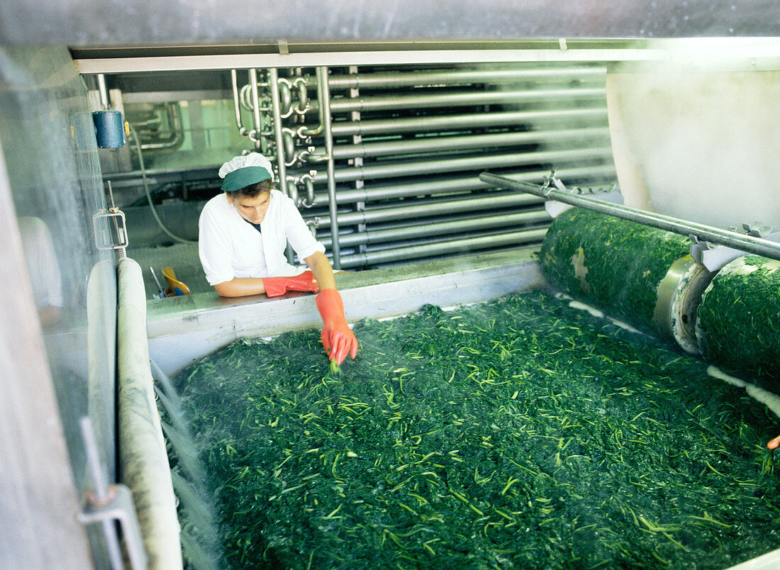Processing spinach