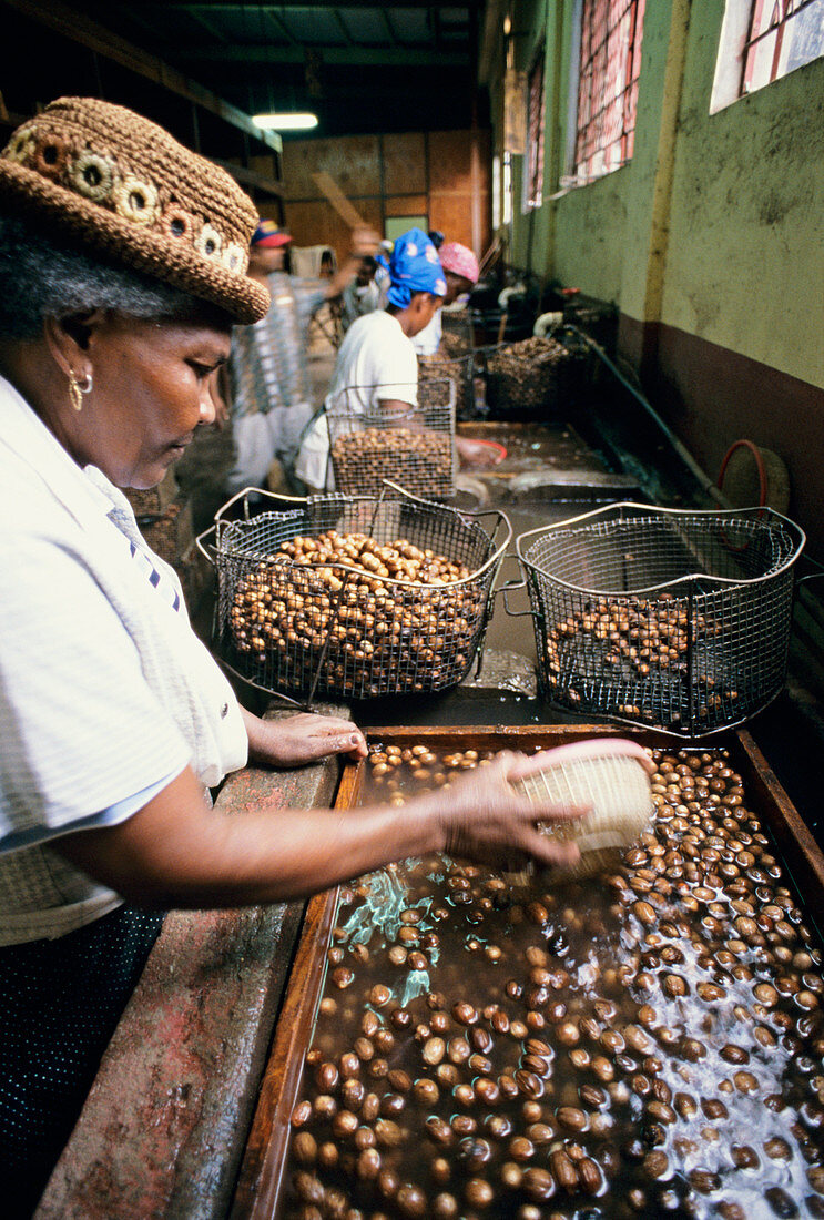 Sorting nutmeg seeds,Grenada