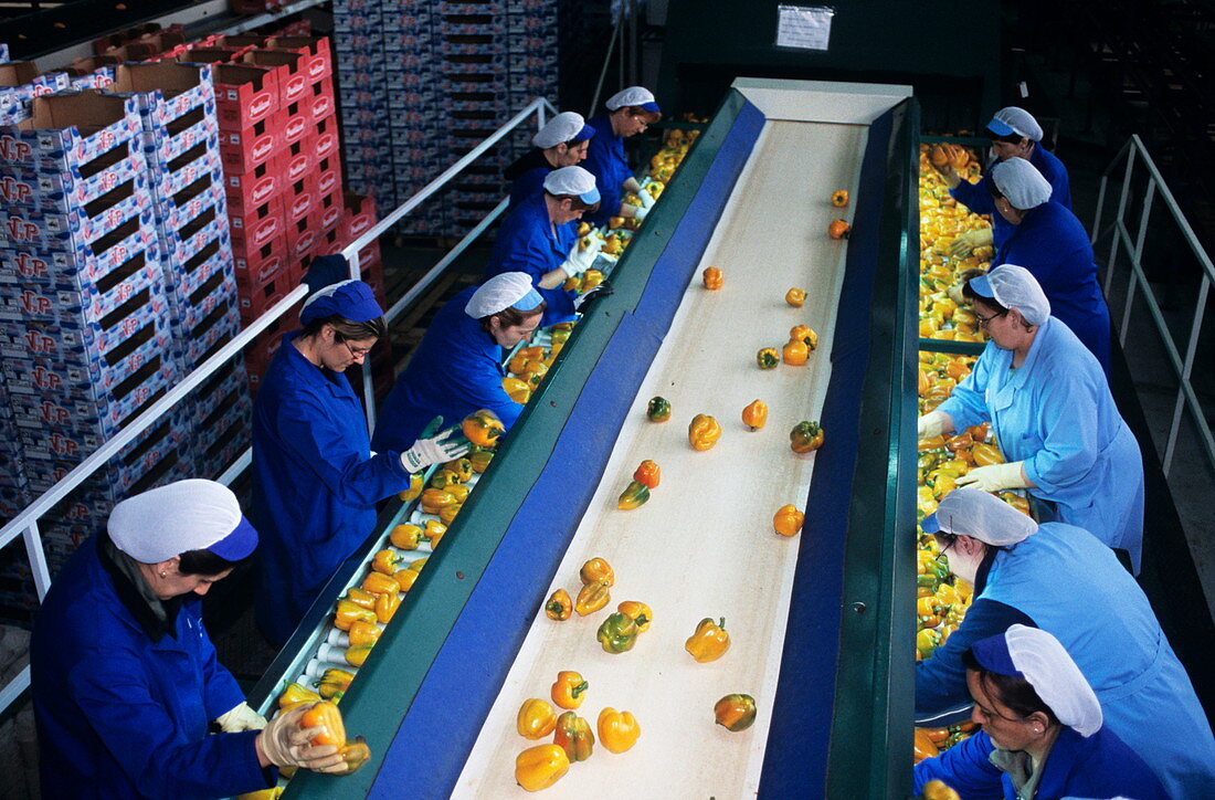 Fruit packing factory