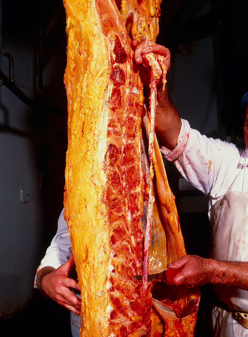 Hands removing the spinal cord from a cow carcass