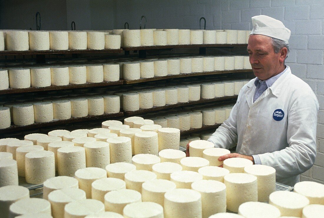 Worker turning maturing,circular,soft cheeses