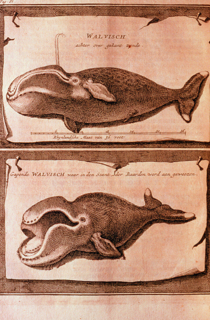 Artwork of whale from a whaling publication,1720