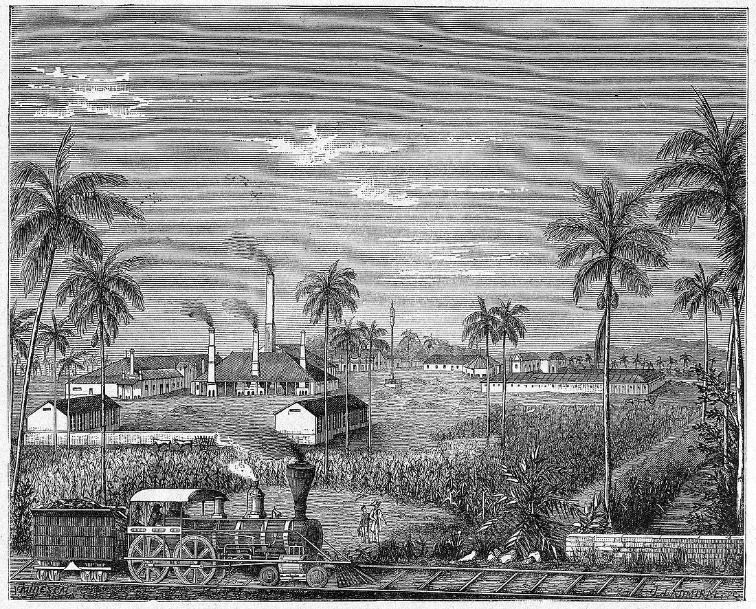 Sugar cane plantation,Cuba,19th century