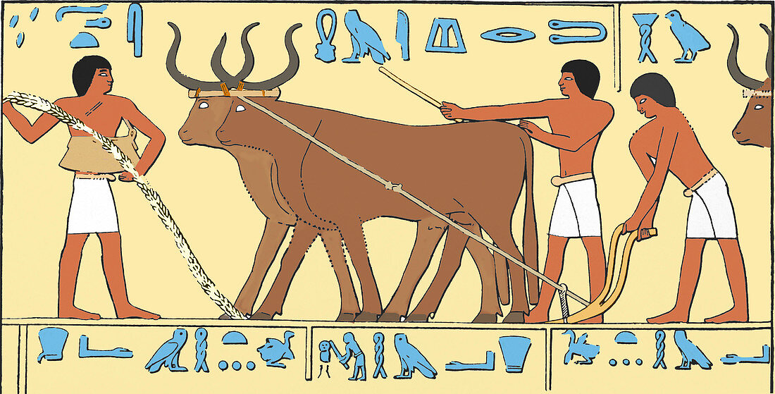 Ancient Egyptians ploughing