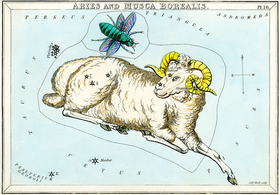 Aries and Musca Borealis constellations