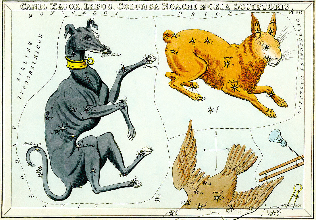 Canis Major and Lepus constellations