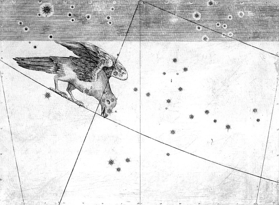 Corvus constellation,1603