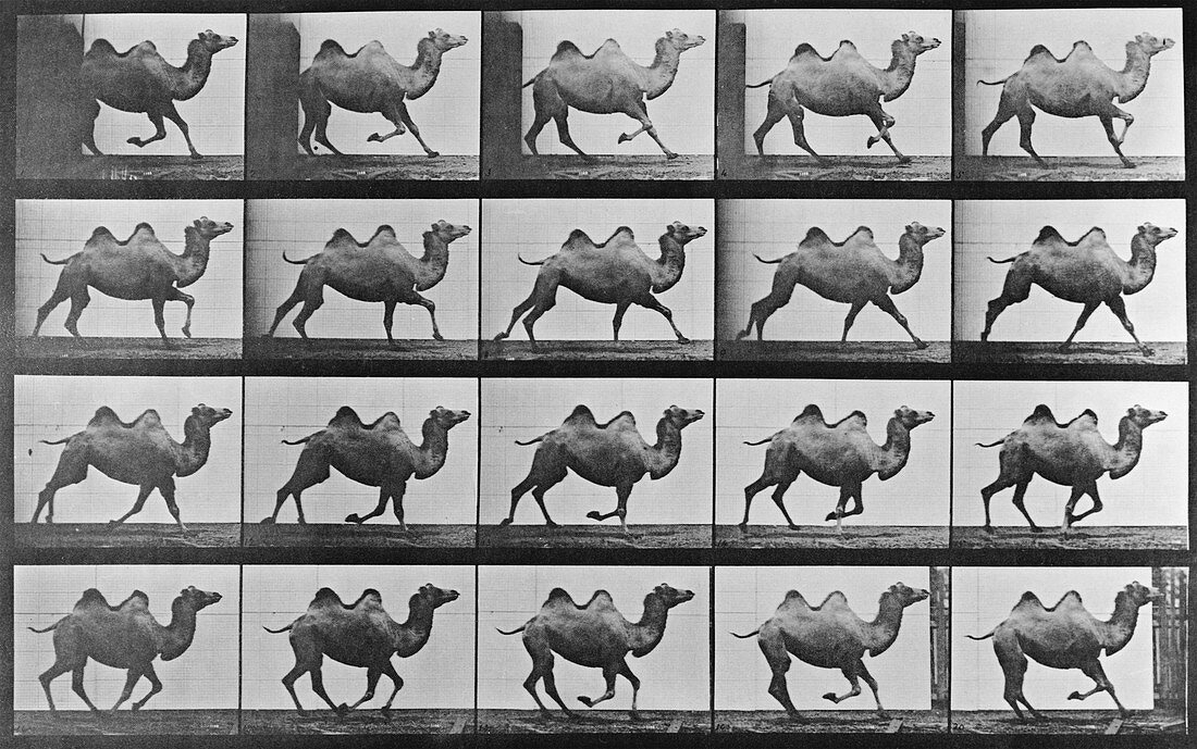 High-speed sequence of a galloping camel