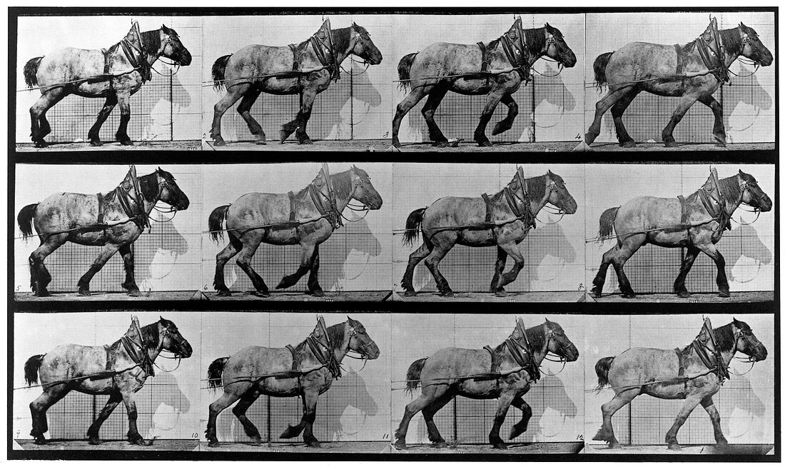 High-speed sequence of a walking horse