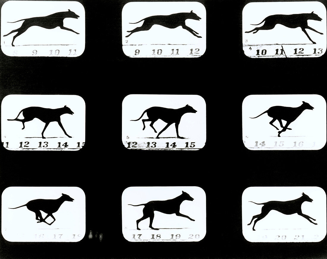 High-speed sequence of a dog running