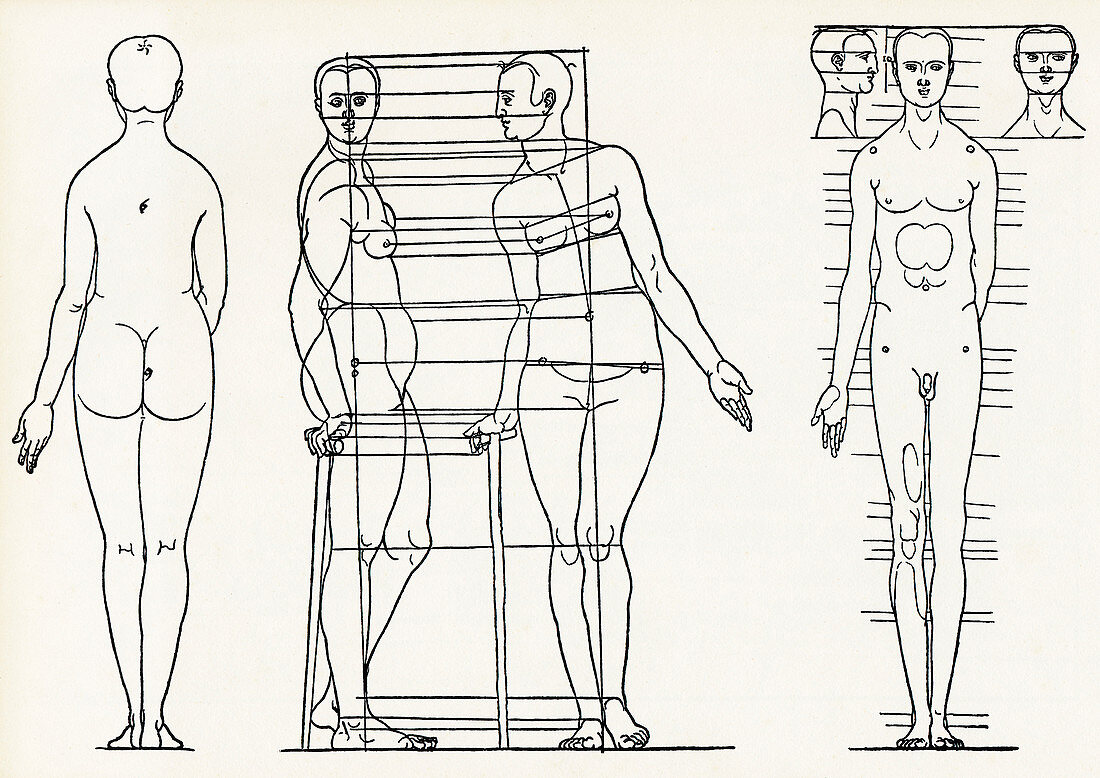 Proportions of the human body