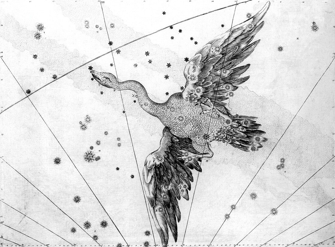 Cygnus constellation,1603