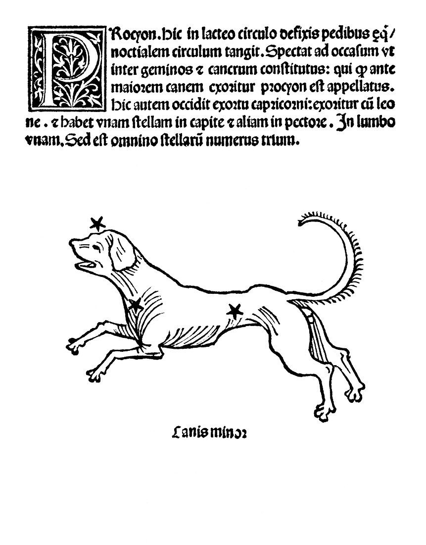 Canis Minor constellation,1482