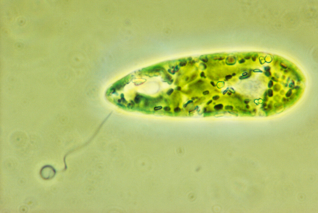 Euglena flagellate protozoan