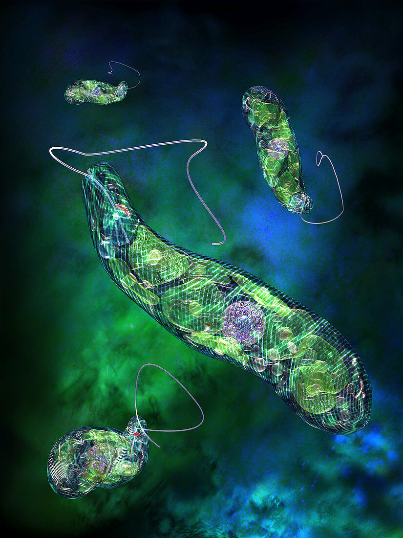 Euglena flagellate protozoa
