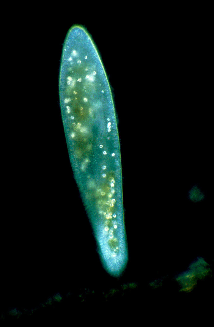 Light micrograph of Paramecium sp