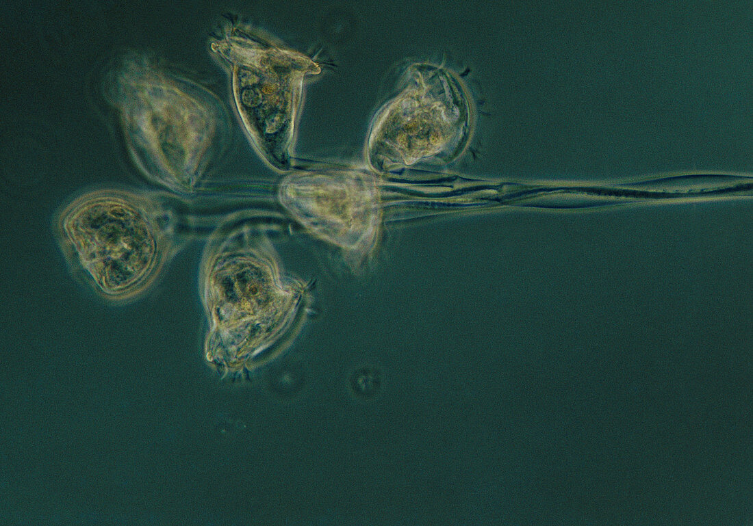 Light micrograph of Carchesium sp