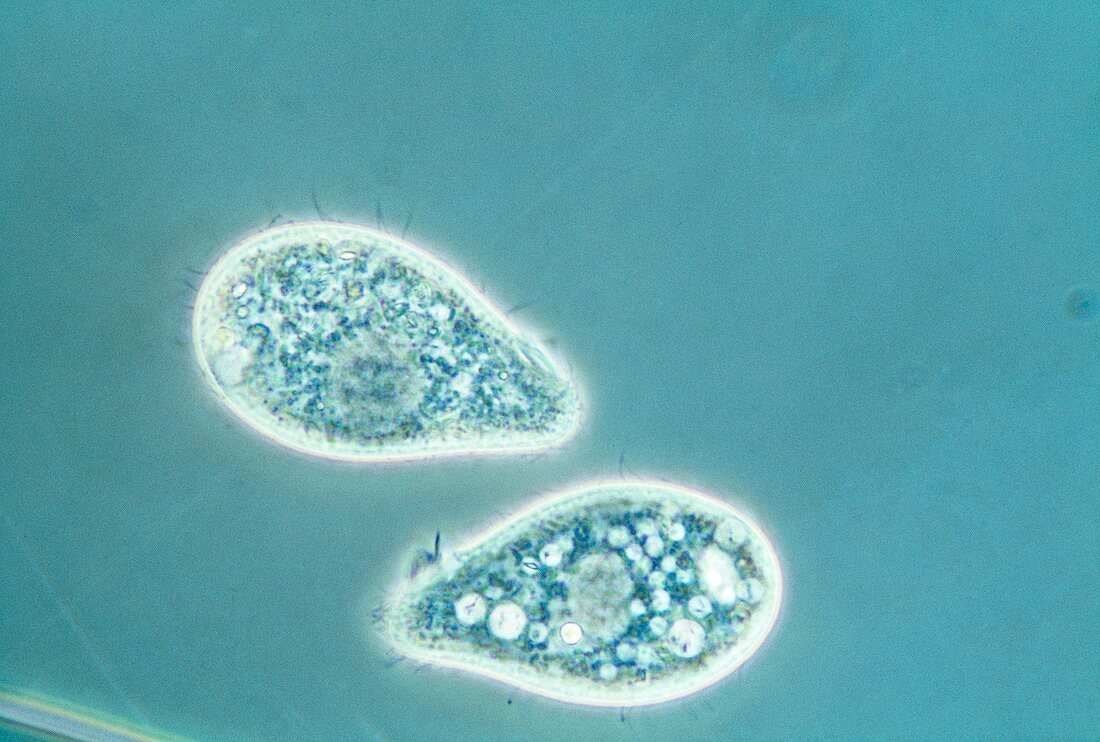 Light micrograph of Trtrahymena sp