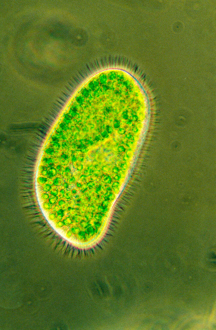 LM of Paramecium bursaris