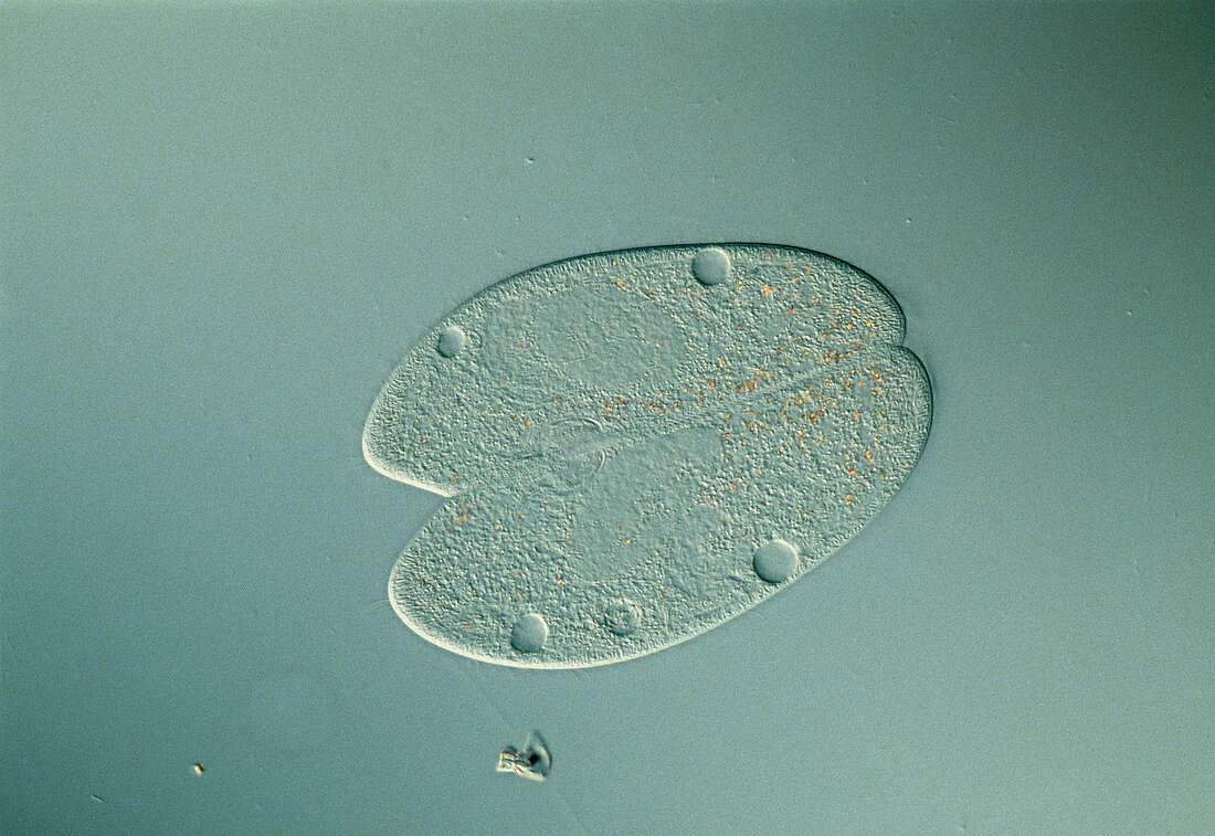 LM of two Paramecium protozoans conjugating
