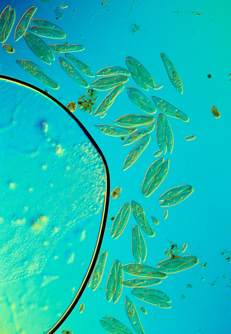 LM of Paramecium protozoans conjugating