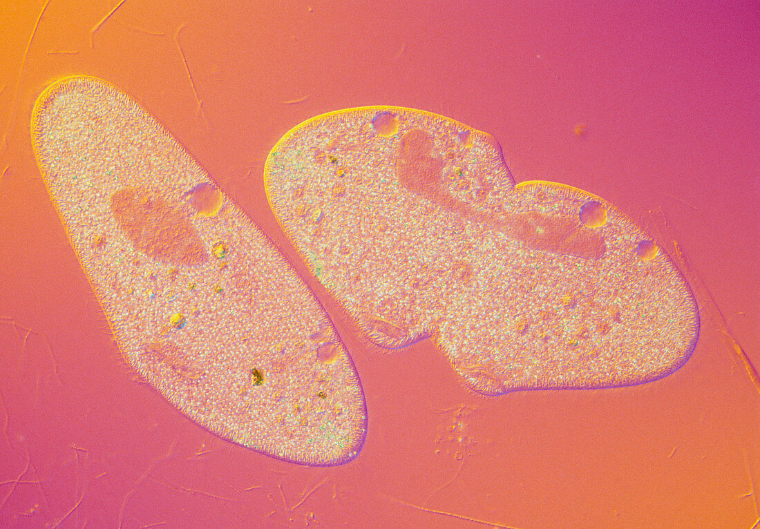 LM of Paramecium sp. protozoans