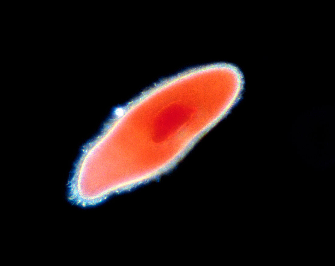 LM of the ciliate protozoan Paramecium sp