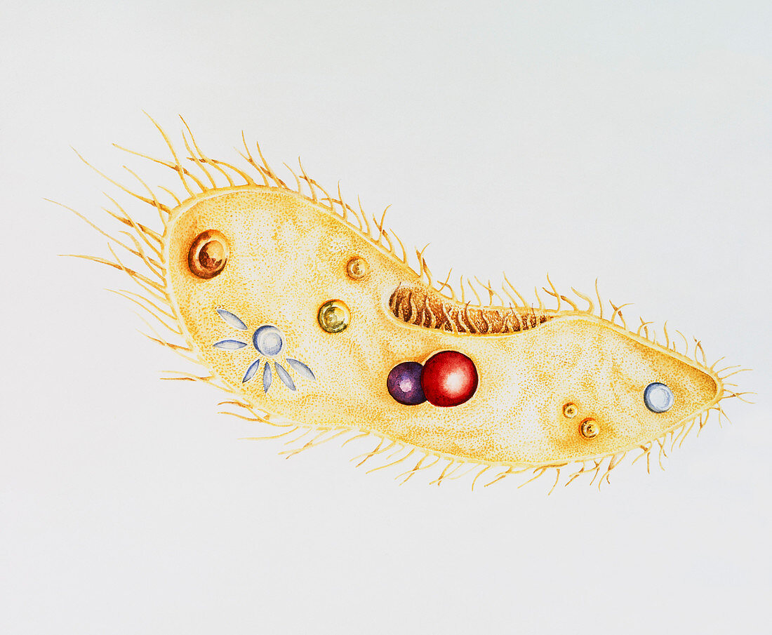Watercolour artwork of Paramecium sp.,a protozoan
