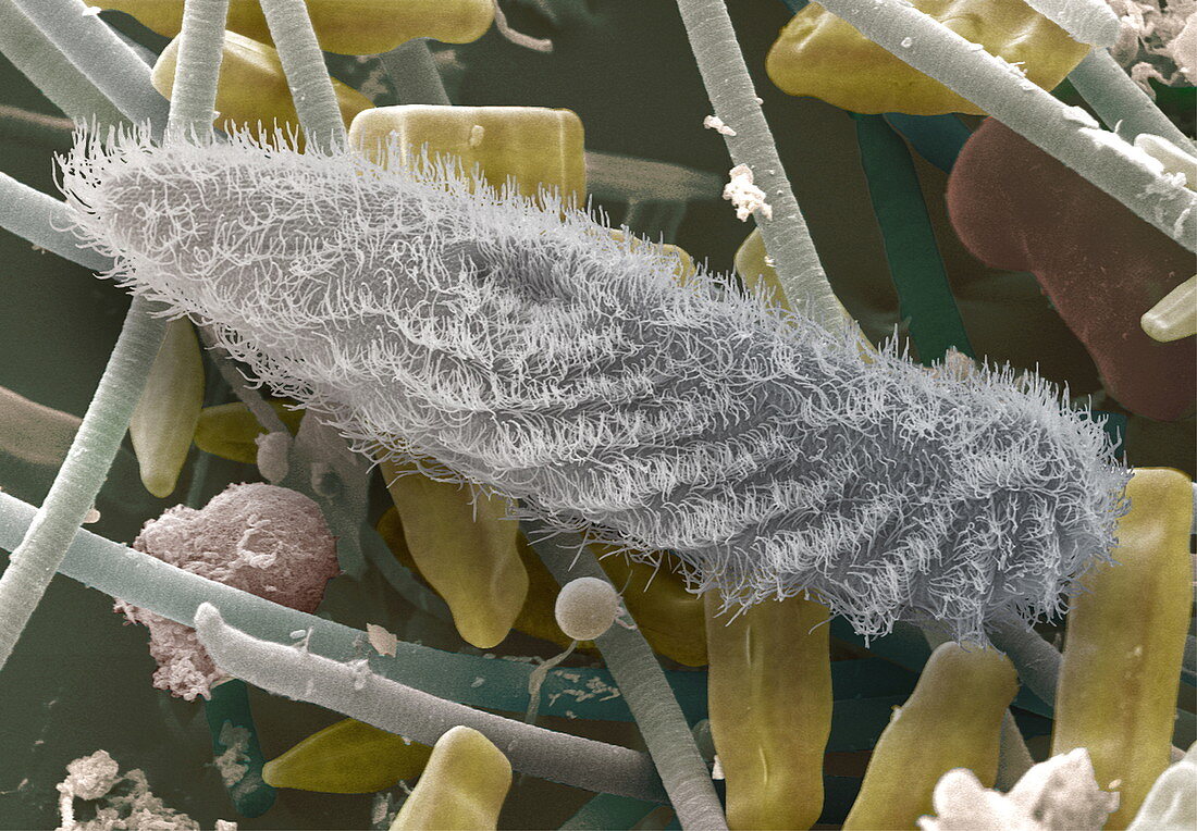 Paramecium sp. protozoan,SEM