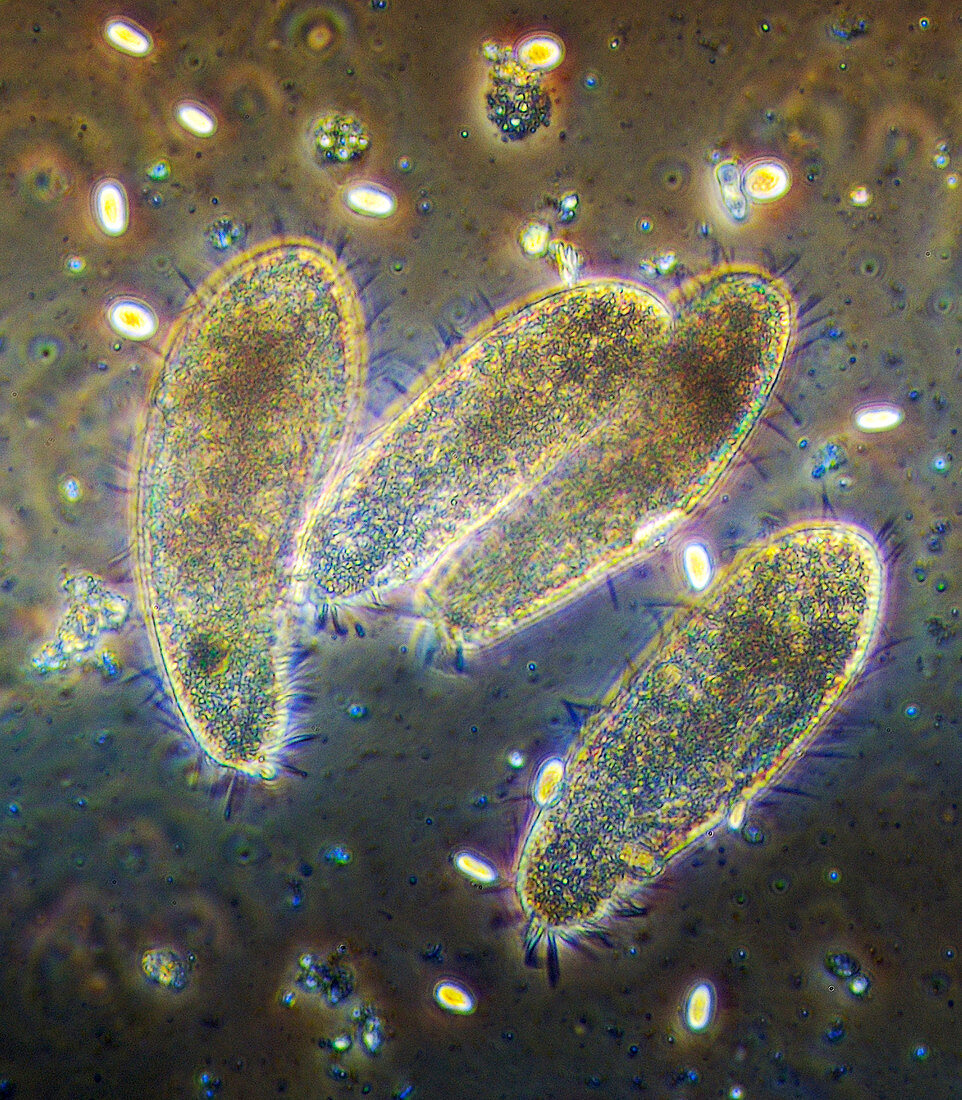 Ciliate protozoans from soil