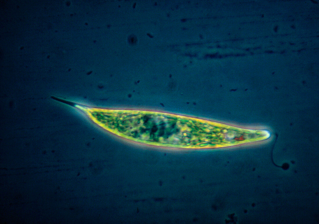 LM of Euglena acus,a protozoan algae