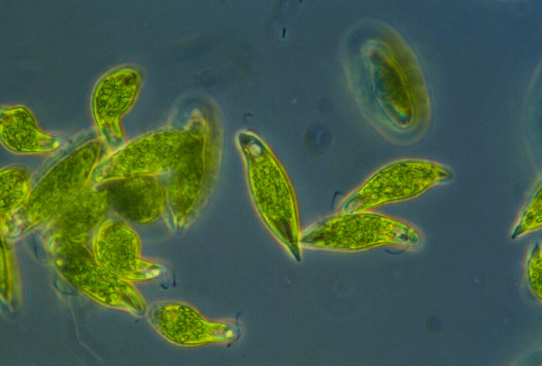 Light micrograph of a group of Euglena gracilis