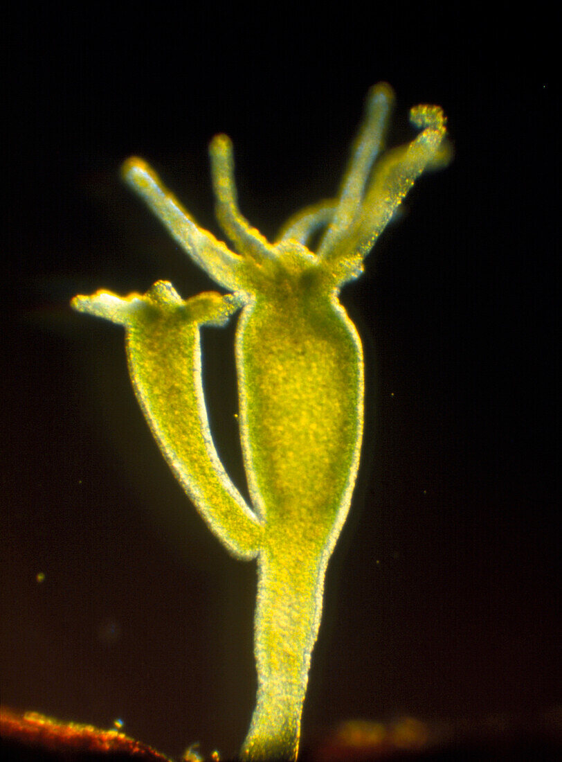 Light micrograph of a Hydra