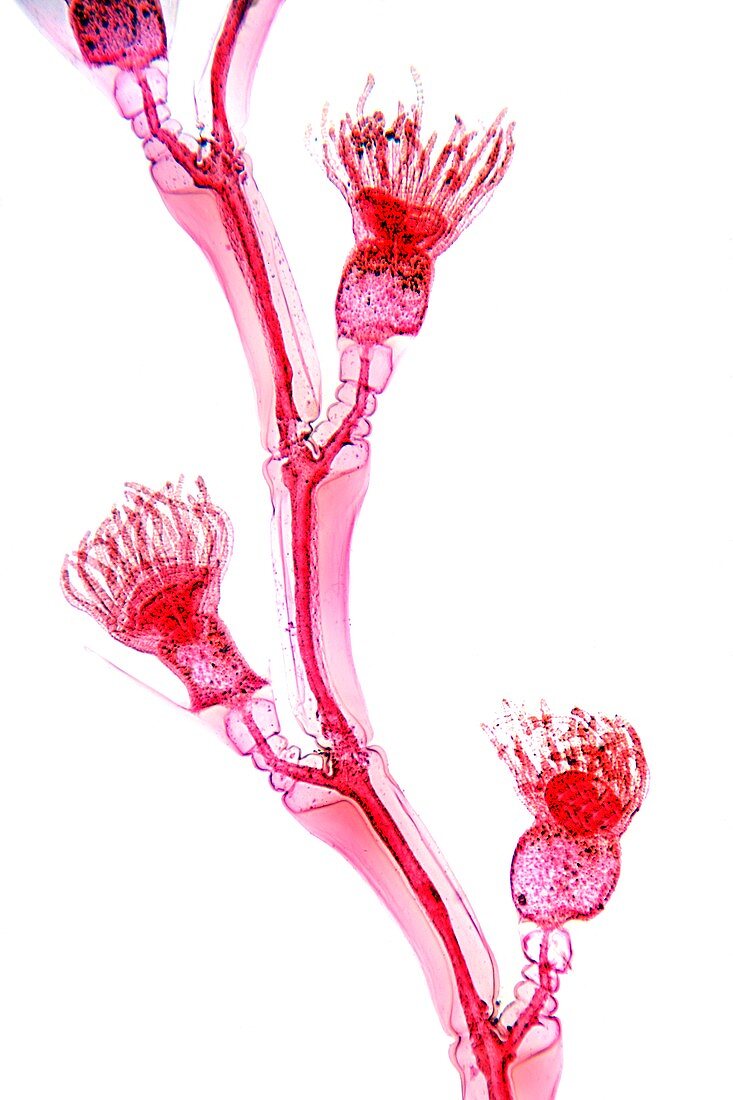 Obelia hydrozoan,light micrograph