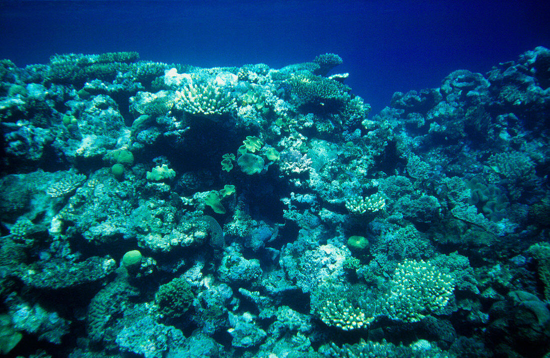 Great Barrier Reef