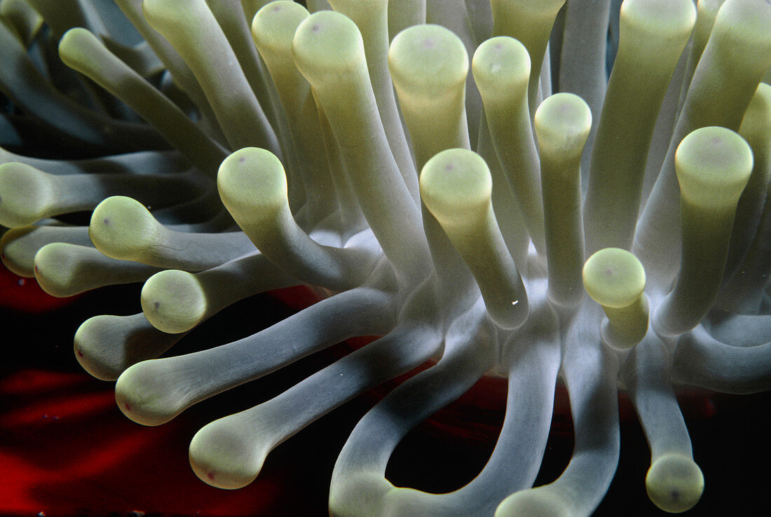 Tentacles of sea anemone,Stoichactis