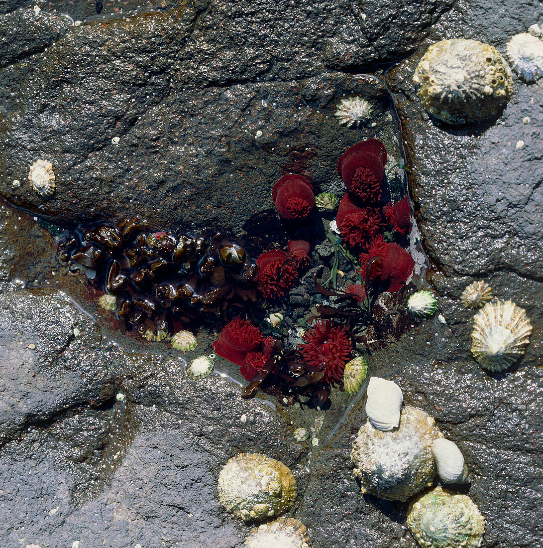 Rock pool containing beadlet anemones and limpets