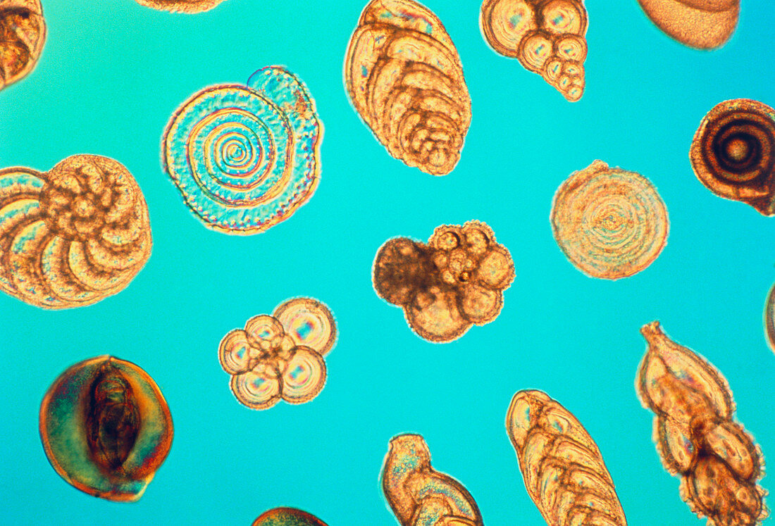 LM of a group of Foraminifera shells