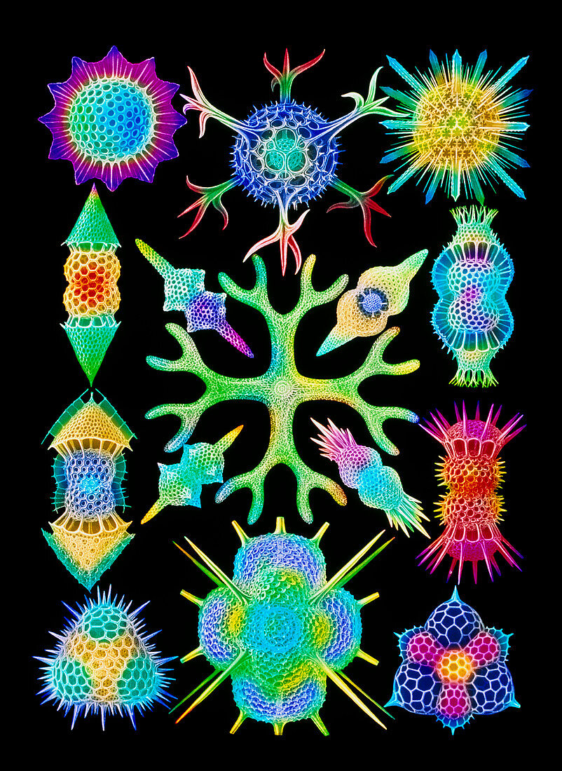 Computer art of radiolarians (from Ernst Haeckel)