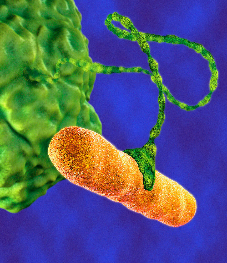 Hartmannella amoeba and bacterium