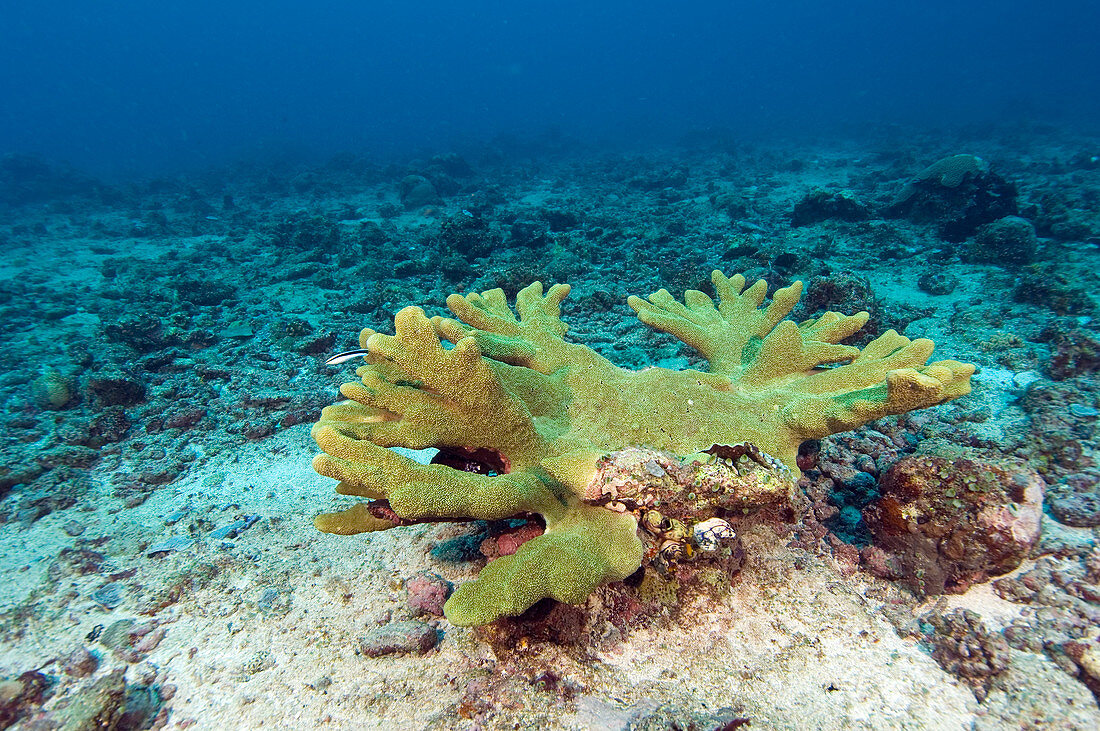 Single hard coral colony
