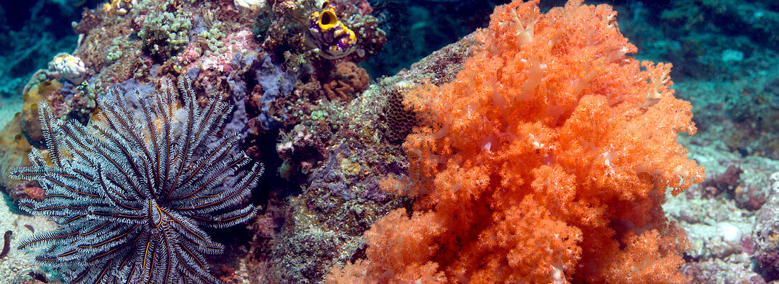 Soft corals and feather stars