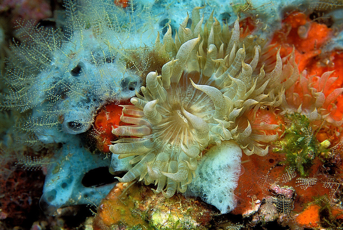 Dahlia sea anemone