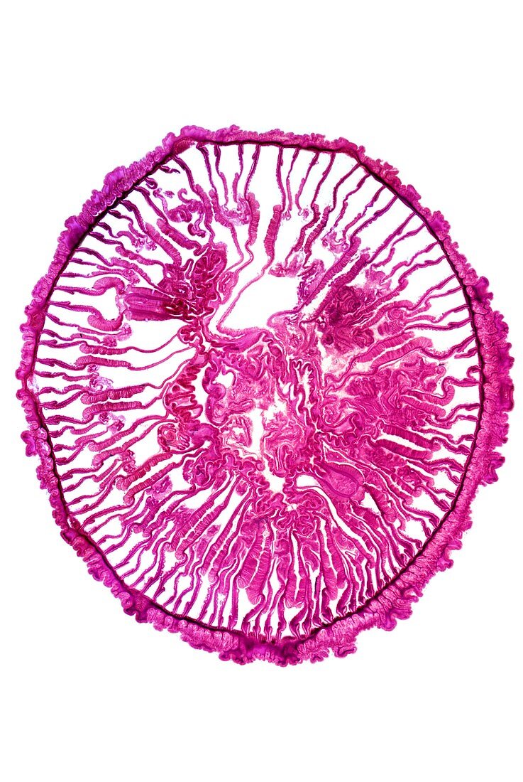 Gem anemone,light micrograph