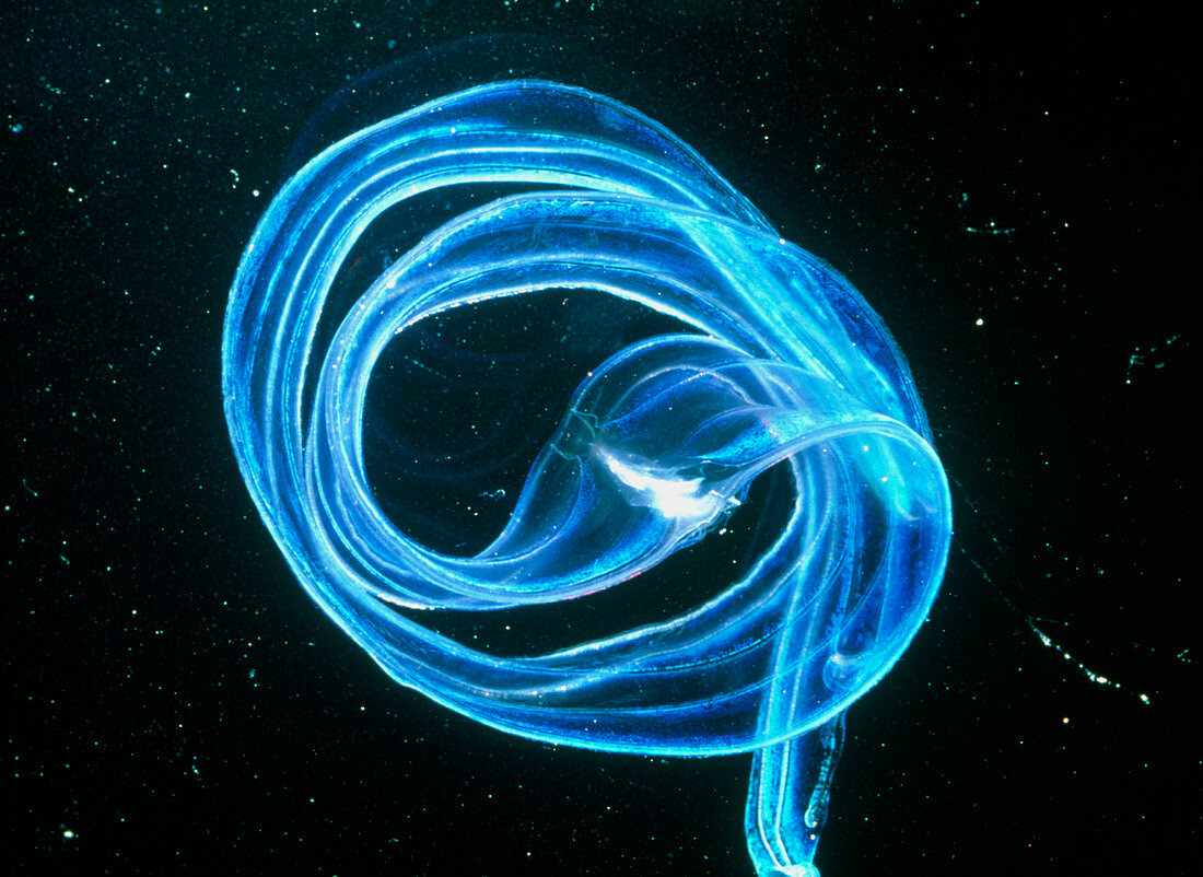 Venus's girdle,a type of comb jellyfish