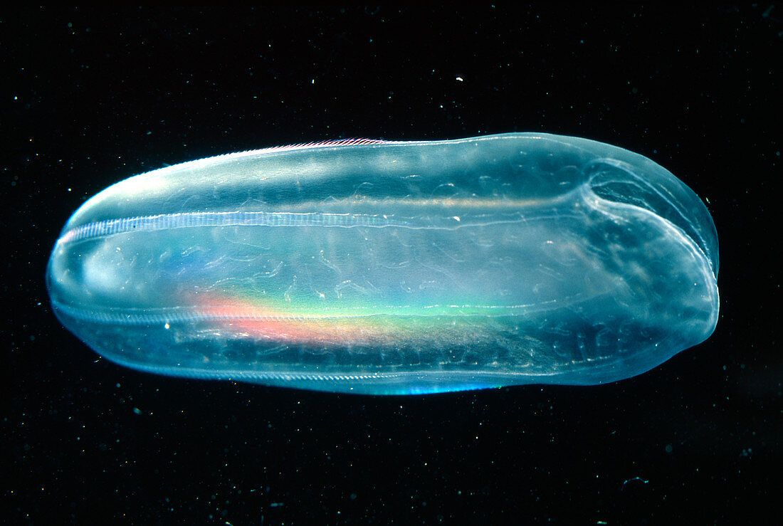 Melon jellyfish,a type of comb jellyfish